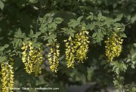Flora-Strauch-Goldregen-20070501-14.jpg