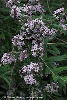 Dateiname=Flora-Strauch-Haenge-Sommerflieger-20090531-30.jpg
Dateigröße=215KB
Abmessungen: 481x720
hinzugefügt am: 01. April 2014 Flora-Strauch-Haenge-Sommerflieger-20090531-30.jpg