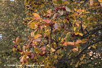 Flora-Strauch-Hahndorn-20061021-18.jpg