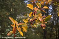 Flora-Strauch-Hahndorn-20061021-19.jpg