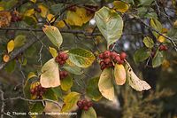 Flora-Strauch-Hahndorn-20061021-20.jpg