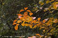 Flora-Strauch-Hahnendorn-20061015-12.jpg