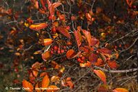 Dateiname=Flora-Strauch-Hahnendorn-20061021-15.jpg
Dateigröße=198KB
Abmessungen: 720x480
hinzugefügt am: 01. April 2014 Flora-Strauch-Hahnendorn-20061021-15.jpg
