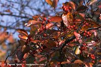 Dateiname=Flora-Strauch-Hahnendorn-20101003-40.jpg
Dateigröße=209KB
Abmessungen: 720x481
hinzugefügt am: 01. April 2014 Flora-Strauch-Hahnendorn-20101003-40.jpg