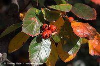 Dateiname=Flora-Strauch-Hahnendorn-20101003-41.jpg
Dateigröße=190KB
Abmessungen: 720x481
hinzugefügt am: 01. April 2014 Flora-Strauch-Hahnendorn-20101003-41.jpg