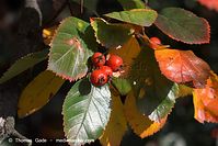 Flora-Strauch-Hahnendorn-20101003-41.jpg