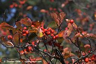 Flora-Strauch-Hahnendorn-20101003-44.jpg