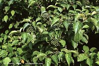 Flora-Strauch-Hartriegel-200108-54.jpg