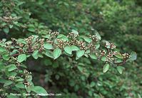 Flora-Strauch-Hartriegel-20020420-29.jpg