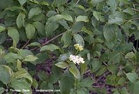 Flora-Strauch-Hartriegel-20070517-86.jpg