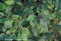 Flora-Strauch-Hartriegel-20070804-06.jpg
