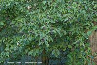 Flora-Strauch-Hartriegel-20070804-08.jpg