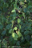 Flora-Strauch-Hartriegel-20090823-100.jpg