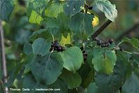 Flora-Strauch-Hartriegel-20090823-101.jpg