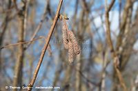 Flora-Strauch-Hasel-20140216-118.jpg