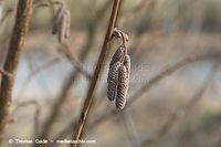 Flora-Strauch-Hasel-20140216-123.jpg