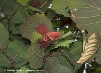 Flora-Strauch-Haselnuss-20090725-108.jpg