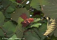 Flora-Strauch-Haselnuss-20090725-109.jpg