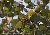 Flora-Strauch-Haselnuss-20090725-111.jpg