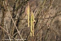 Flora-Strauch-Haselnuss-20140216-100.jpg