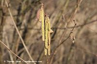 Flora-Strauch-Haselnuss-20140216-101.jpg