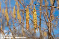 Flora-Strauch-Haselnuss-20140216-102.jpg