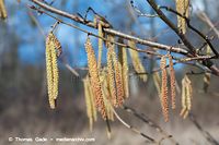 Dateiname=Flora-Strauch-Haselnuss-20140216-103.jpg
Dateigröße=171KB
Abmessungen: 720x480
hinzugefügt am: 01. April 2014 Flora-Strauch-Haselnuss-20140216-103.jpg
