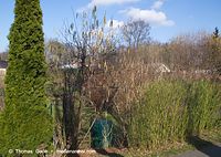 Flora-Strauch-Haselnuss-20140225-098.jpg