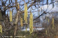 Dateiname=Flora-Strauch-Haselnuss-20140225-099.jpg
Dateigröße=170KB
Abmessungen: 720x478
hinzugefügt am: 01. April 2014 Flora-Strauch-Haselnuss-20140225-099.jpg