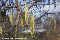 Flora-Strauch-Haselnuss-20140225-099.jpg