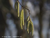 Dateiname=Flora-Strauch-Haselnuss-20140411-100.jpg
Dateigröße=108KB
Abmessungen: 720x547
hinzugefügt am: 01. April 2014 Flora-Strauch-Haselnuss-20140411-100.jpg