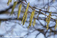Dateiname=Flora-Strauch-Haselnuss-20140411-101.jpg
Dateigröße=144KB
Abmessungen: 720x478
hinzugefügt am: 01. April 2014 Flora-Strauch-Haselnuss-20140411-101.jpg