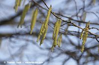 Dateiname=Flora-Strauch-Haselnuss-20140411-102.jpg
Dateigröße=138KB
Abmessungen: 720x478
hinzugefügt am: 01. April 2014 Flora-Strauch-Haselnuss-20140411-102.jpg