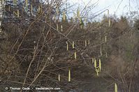 Dateiname=Flora-Strauch-Haselnuss-20140411-103.jpg
Dateigröße=229KB
Abmessungen: 720x478
hinzugefügt am: 01. April 2014 Flora-Strauch-Haselnuss-20140411-103.jpg