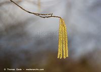 Dateiname=Flora-Strauch-Haselnuss-20140411-104.jpg
Dateigröße=114KB
Abmessungen: 720x519
hinzugefügt am: 01. April 2014 Flora-Strauch-Haselnuss-20140411-104.jpg