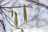 Dateiname=Flora-Strauch-Haselnuss-20140411-105.jpg
Dateigröße=133KB
Abmessungen: 720x478
hinzugefügt am: 01. April 2014 Flora-Strauch-Haselnuss-20140411-105.jpg