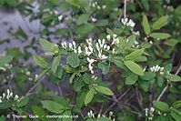 Dateiname=Flora-Strauch-Heckenkirsche-20020422-60.jpg
Dateigröße=192KB
Abmessungen: 720x481
hinzugefügt am: 02. April 2014 Flora-Strauch-Heckenkirsche-20020422-60.jpg