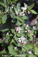 Dateiname=Flora-Strauch-Heckenkirsche-20070422-173.jpg
Dateigröße=184KB
Abmessungen: 484x720
hinzugefügt am: 01. April 2014 Flora-Strauch-Heckenkirsche-20070422-173.jpg