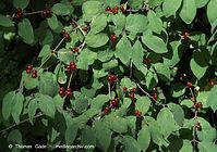 Dateiname=Flora-Strauch-Heckenkirsche-20090711-44.jpg
Dateigröße=238KB
Abmessungen: 720x507
hinzugefügt am: 02. April 2014 Flora-Strauch-Heckenkirsche-20090711-44.jpg