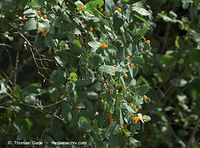 Dateiname=Flora-Strauch-Heckenkrische-20090621-18.jpg
Dateigröße=215KB
Abmessungen: 720x533
hinzugefügt am: 01. April 2014 Flora-Strauch-Heckenkrische-20090621-18.jpg
