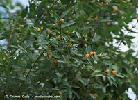 Dateiname=Flora-Strauch-Heckenkrische-20090621-20.jpg
Dateigröße=196KB
Abmessungen: 720x520
hinzugefügt am: 01. April 2014 Flora-Strauch-Heckenkrische-20090621-20.jpg