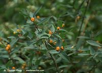 Dateiname=Flora-Strauch-Heckenkrische-20090621-21.jpg
Dateigröße=156KB
Abmessungen: 720x519
hinzugefügt am: 01. April 2014 Flora-Strauch-Heckenkrische-20090621-21.jpg