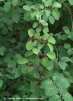 Dateiname=Flora-Strauch-Heckenkrische-20090621-26.jpg
Dateigröße=186KB
Abmessungen: 524x720
hinzugefügt am: 01. April 2014 Flora-Strauch-Heckenkrische-20090621-26.jpg