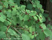 Dateiname=Flora-Strauch-Heckenkrische-20090621-27.jpg
Dateigröße=200KB
Abmessungen: 720x556
hinzugefügt am: 01. April 2014 Flora-Strauch-Heckenkrische-20090621-27.jpg