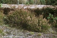 Dateiname=Flora-Strauch-Heide-200111-3.jpg
Dateigröße=331KB
Abmessungen: 720x491
hinzugefügt am: 02. April 2014 Flora-Strauch-Heide-200111-3.jpg