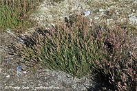 Flora-Strauch-Heide-20090926-217.jpg