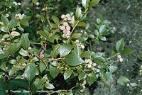 Dateiname=Flora-Strauch-Heidelbeeren-20020706-27.jpg
Dateigröße=224KB
Abmessungen: 720x483
hinzugefügt am: 01. April 2014 Flora-Strauch-Heidelbeeren-20020706-27.jpg