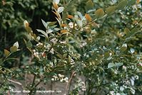 Flora-Strauch-Heidelbeeren-20020706-28.jpg