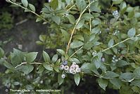 Flora-Strauch-Heidelbeeren-20020706-29.jpg