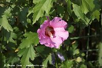 Flora-Strauch-Hibiscus-20080821-21.jpg